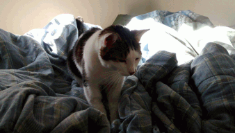 comfy cat